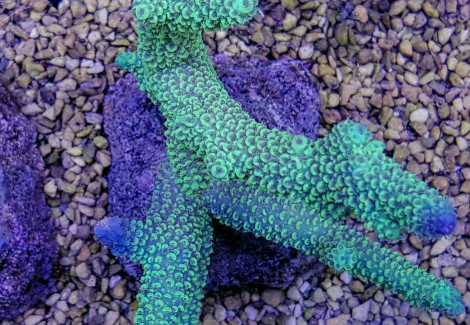 Acropora Abrotanoides (A Grade) L