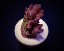 Acropora Anthocercis (Frag) M