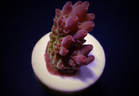 Acropora Anthocercis (Frag) M