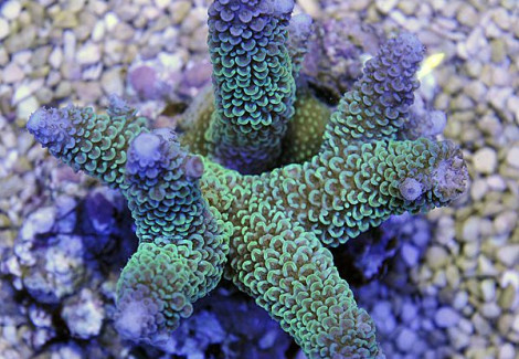 Acropora Aspera (A Grade) Ml