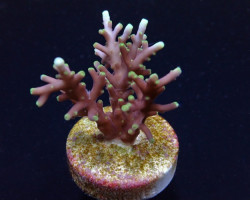 Acropora Carduus (Frag) M