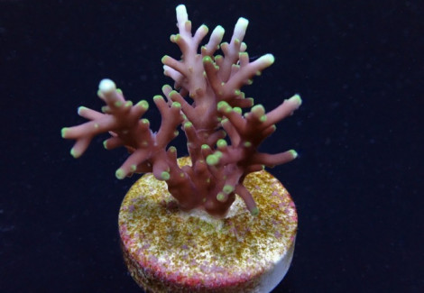 Acropora Carduus (Frag) M