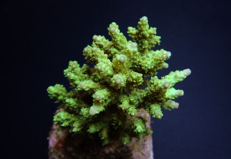 Acropora Chesterfieldensis M