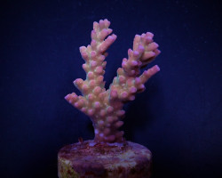 Acropora Clathrata (Frag) M