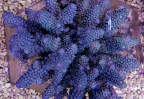 Acropora Digitifera Ml