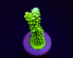 Acropora Formosa (Green) (Frag) M