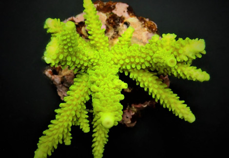 Acropora Formosa (Green) Xs