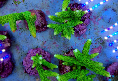 Acropora Formosa Xs