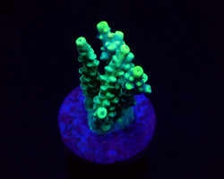 Acropora Kimbeensis (Frag) M