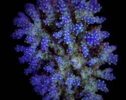 Acropora Nana M