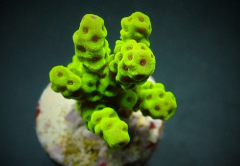 Acropora Sarmentosa (Frag) M