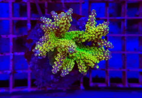 Acropora Spp. (Maricultured) (Ultra) S