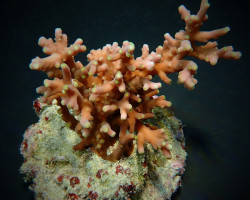 Acropora Turaki Xs