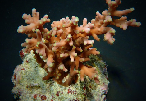 Acropora Turaki Xs