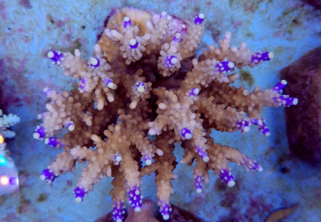 Acropora Valida Xs