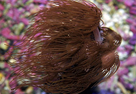 Acrozoanthus Spp. Ml