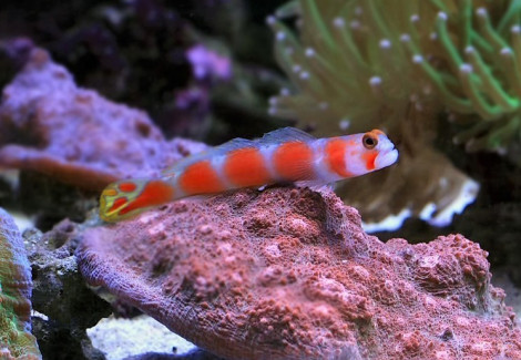 Amblyeleotris Aurora (Maldives) M