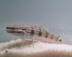 Amblygobius Buanensis - Allevato Europa M