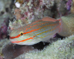 Amblygobius Decussatus M