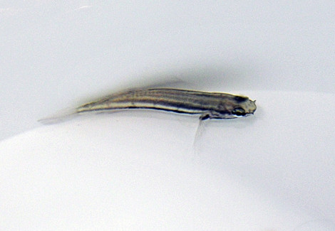 Amblygobius Linki - Allevato Europa M