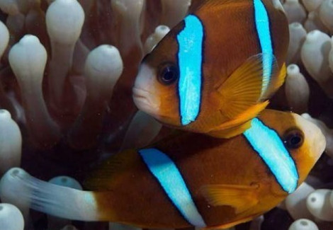 Amphiprion Akindynos (Australia Coppia)