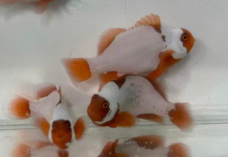 Amphiprion Biaculeatus Snowflake Bull Head M