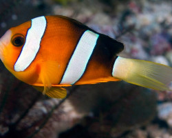 Amphiprion Clarkii (Australia) M