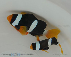 Amphiprion Clarkii Ml