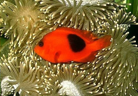 Amphiprion Ephippium Allevato Europa S