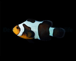 Amphiprion Ocellaris (Black Gladiator) - Djm Allevato Europa M