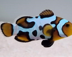 Amphiprion Ocellaris (Black Snowflake) - Djm Allevato Europa M