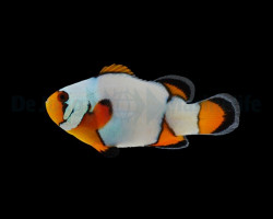 Amphiprion Ocellaris (Premium Snowflake) - Djm Allevato Europa M