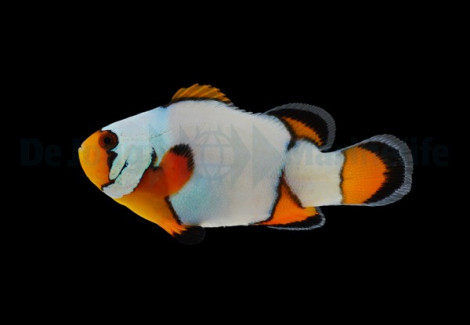 Amphiprion Ocellaris (Premium Snowflake) - Djm Allevato Europa M