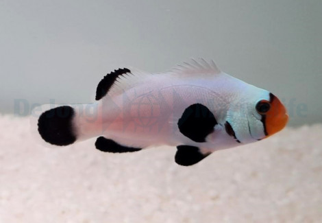 Amphiprion Ocellaris (Wyoming White) - Djm Allevato Europa M