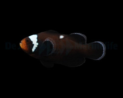 Amphiprion Ocellaris Domino - Djm Allevato Europa M