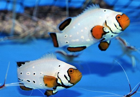 Amphiprion Ocellaris Frostbite (Coppia) Allevato Europa M