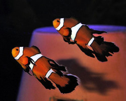 Amphiprion Ocellaris Longfin Allevato Europa M