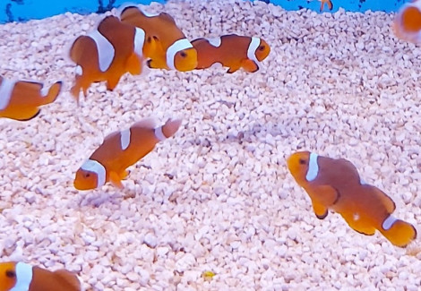 Amphiprion Ocellaris Misbar - Allevato Europa  M