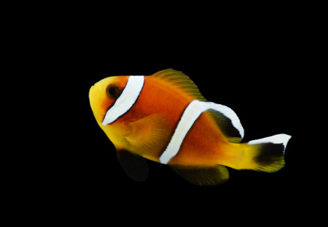 Amphiprion Omanensis - Djm Allevato Europa M