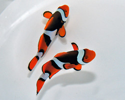 Amphiprion Percula (Black) M