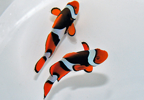 Amphiprion Percula (Black) M