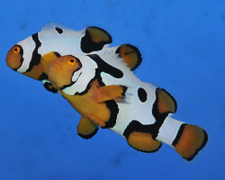 Amphiprion Percula (Premium Picasso) - Djm Allevato Europa M