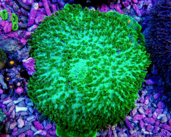 Amplexidiscus Fenestrafer (Green) M