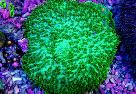 Amplexidiscus Fenestrafer (Green) Ml