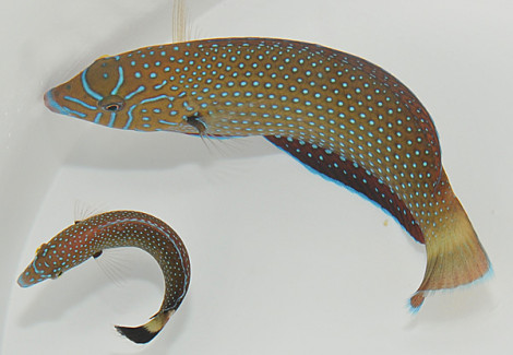 Anampses Caeruleopunctatus (Femmina) M