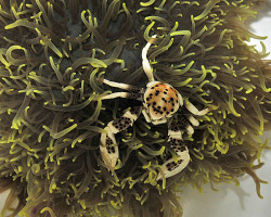 Anemone + Crab (Symbiose Coppia)