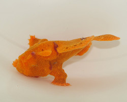 Antennarius Spp. (Orange) S