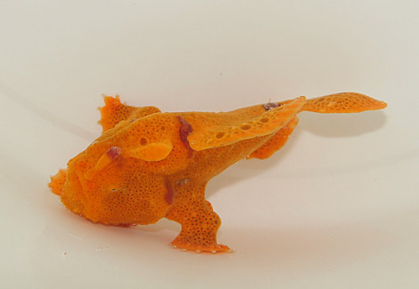 Antennarius Spp. (Orange) S