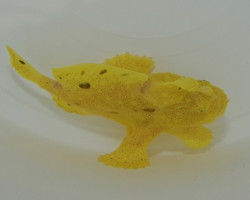 Antennarius Spp. (Yellow)