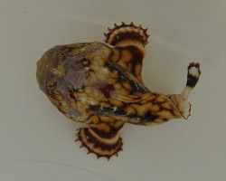 Antennarius Tuberosus M